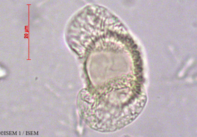 ISEM 1/Podocarpus_glomeratus_60266/Podocarpus_glomeratus_60266_0001(copy)_thumb.jpg